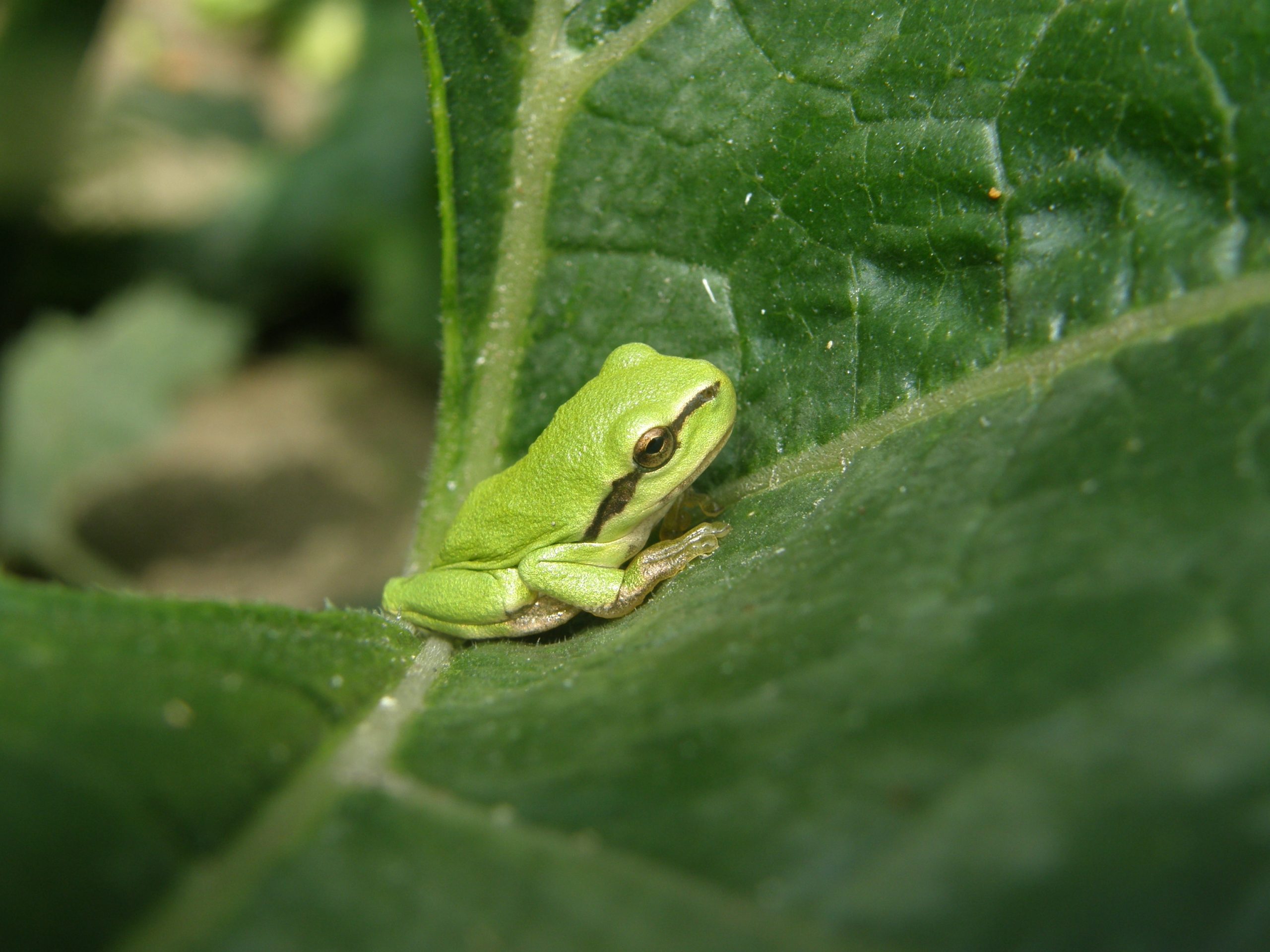 European Tree Frog, Photo, detail, focus. texture.